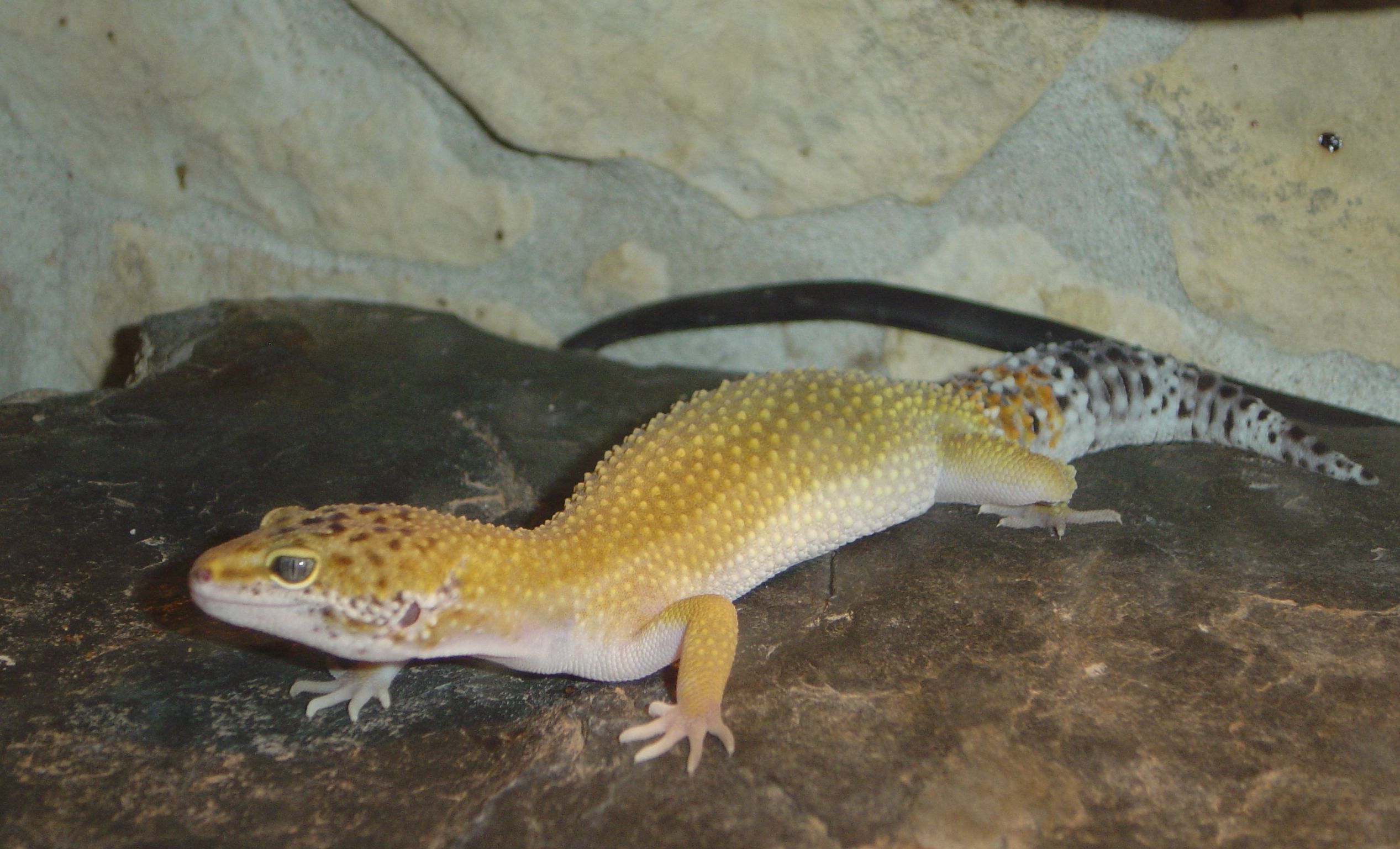 19.5. 2008 002.jpg