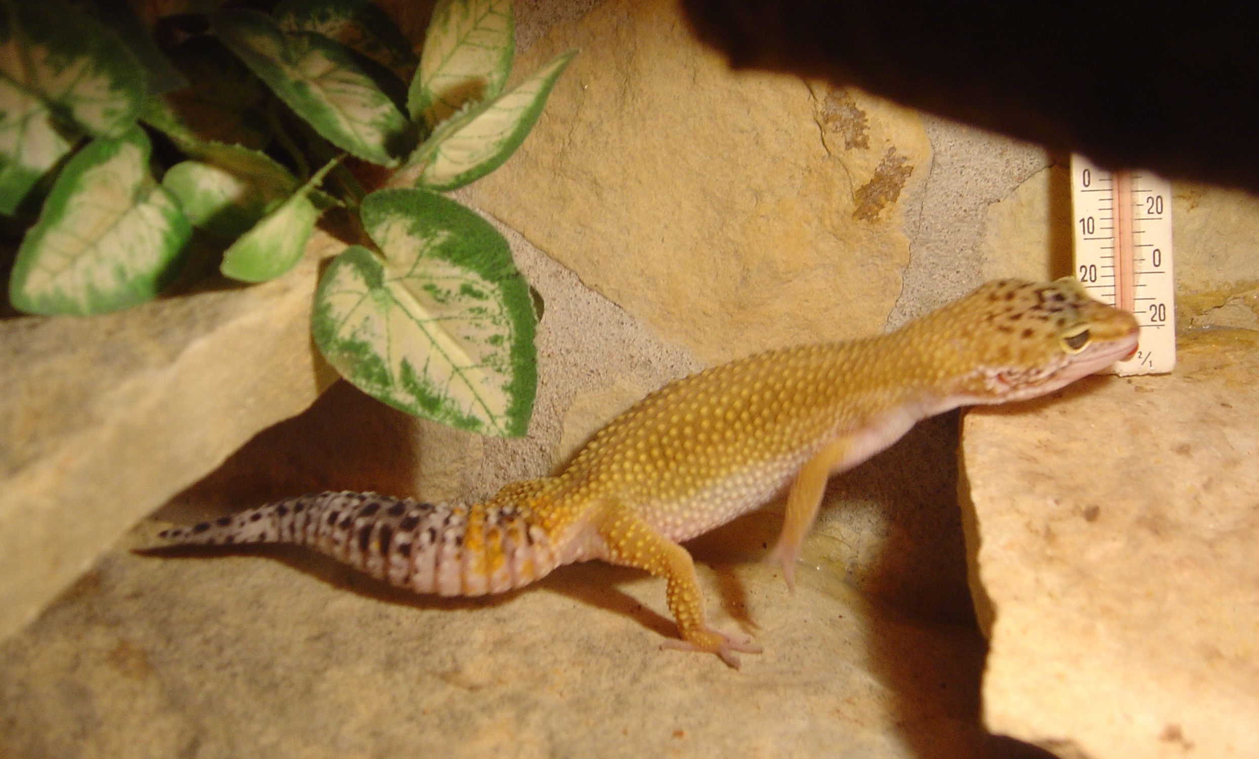 19.5. 2008 003.jpg