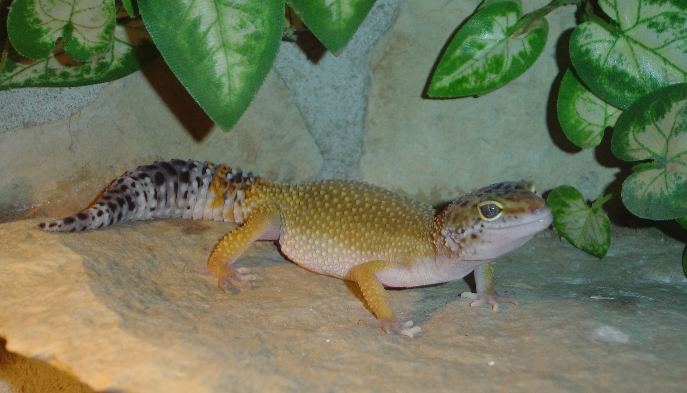 19.5. 2008 004.jpg