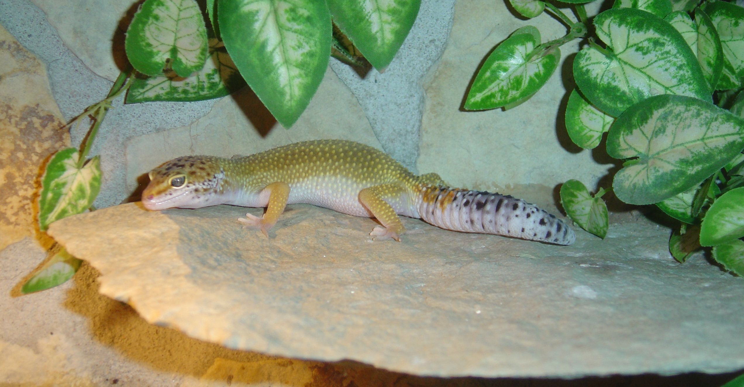 19.5. 2008 005.jpg