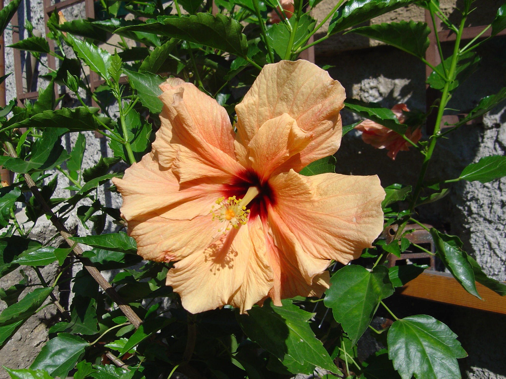DSC00006.JPG